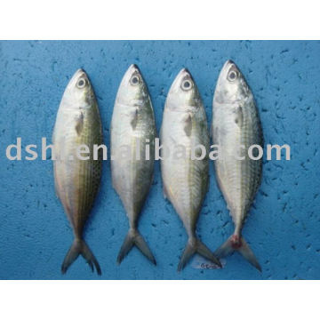 Gefrorene indische mackerel, blaue mackerel scad, indische pferde mackerel, indische mackerel scad